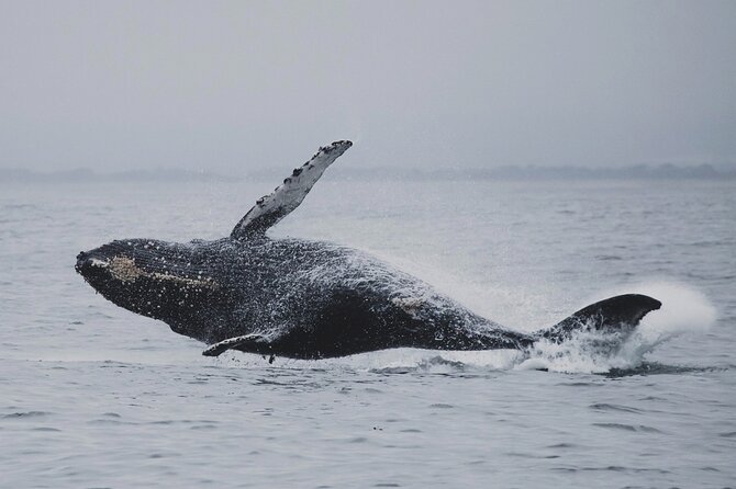 Whale Safari in Tromso - A practical plan for the morning