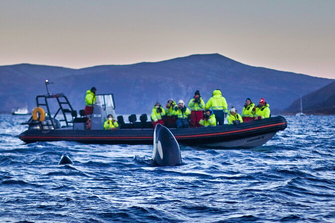 Whale safari with Puffins and Muffins (Andøy, Vesterålen) - Setting out from Bleik Marina