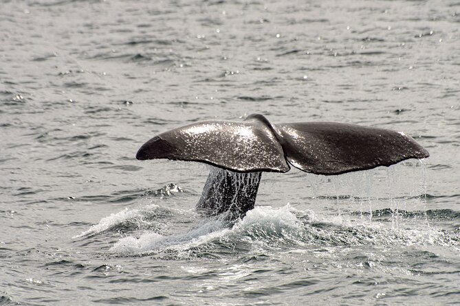 Whale safari with Puffins and Muffins (Andøy, Vesterålen) - What the crew adds to the ride