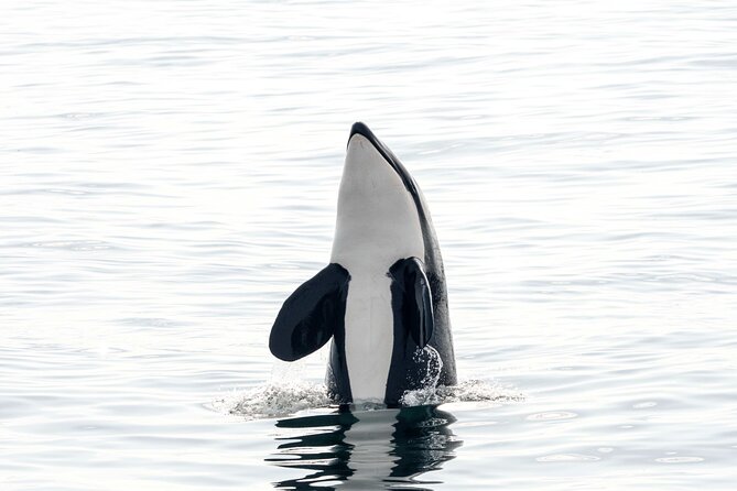 Whale safari with Puffins and Muffins (Andøy, Vesterålen) - Is $205.13 a fair price?