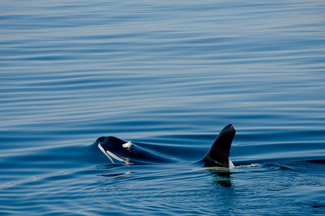 Whale safari with Puffins and Muffins (Andøy, Vesterålen) - Weather, cancellations, and planning your day