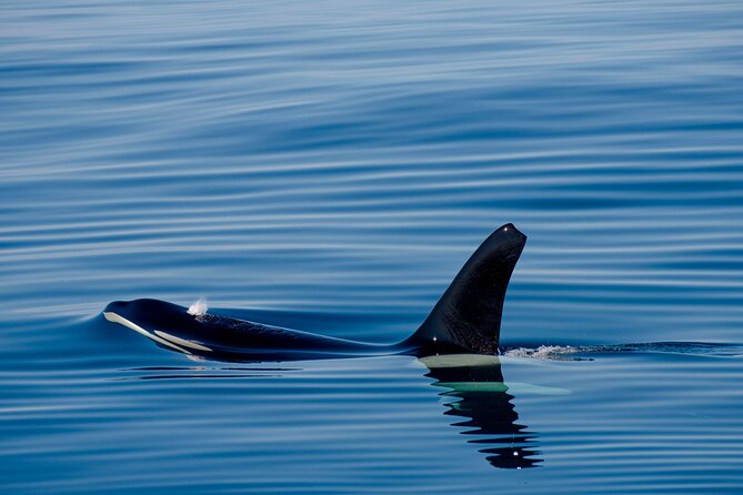 Whale safari with Puffins and Muffins (Andøy, Vesterålen) - Who will enjoy this Bleik safari most?