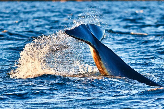 Whale safari with Puffins and Muffins (Andøy, Vesterålen) - Puffins and the midnight Sun