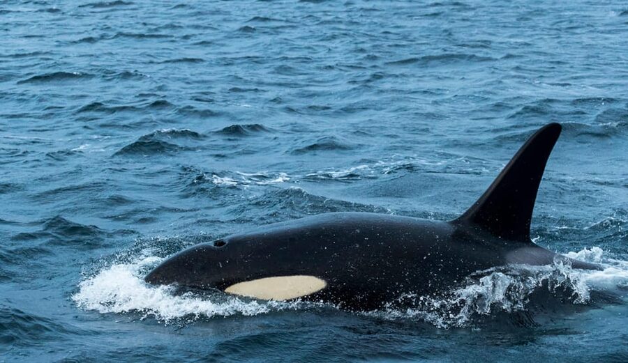 Whale Watching RIB Safari at Skjervøy - Why Skjervøy is the right place for winter whales