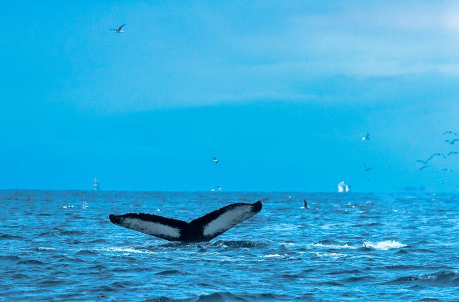Whale Watching RIB Safari at Skjervøy - What you might see from the boat