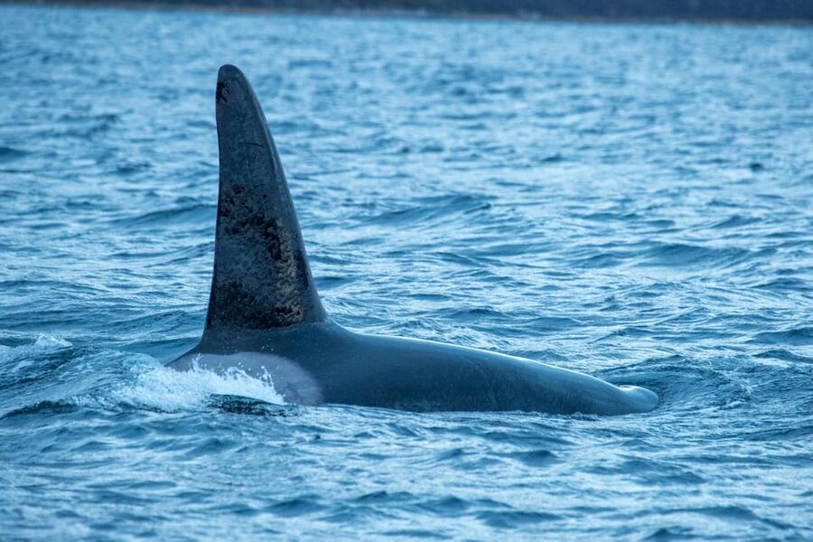 Whale Watching RIB Safari at Skjervøy - Arctic views are part of the payoff