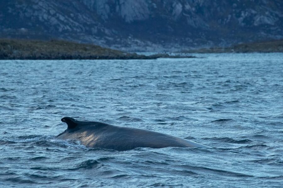 Whale Watching RIB Safari at Skjervøy - The Tromsø departure begins before sunrise