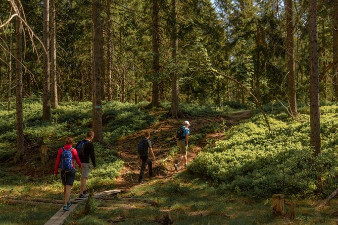 Wildlife Forest Hike - From Oslo Opera House to Nordmarka’s forest trails