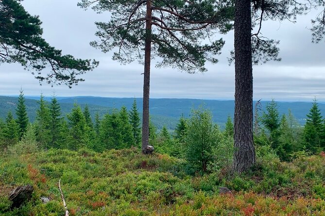 Wildlife Forest Hike - Traditional hytte cabins and a taste of Norway