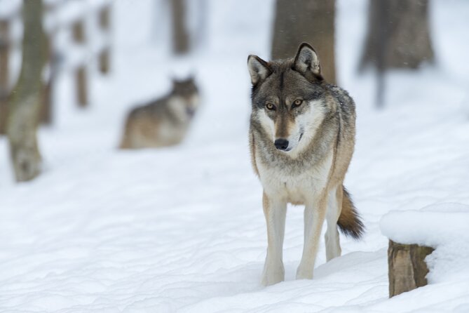 Wolf and Wildlife Tracking in Sweden - What the Guide Adds to the Day
