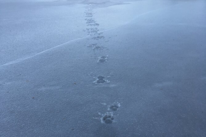 Wolf and Wildlife Tracking in Sweden - Lunch Around a Swedish Campfire