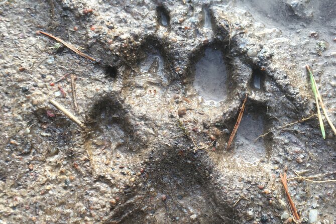 Wolf and Wildlife Tracking in Sweden - Meeting in Stockholm and Planning the Day