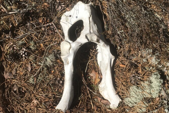 Wolf and Wildlife Tracking in Sweden - Who Will Enjoy This Experience